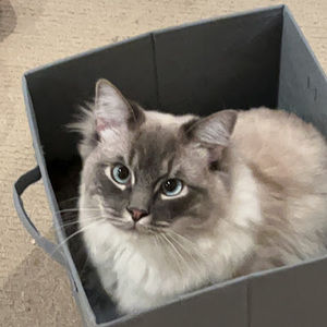 Meet your Posher, Abbey